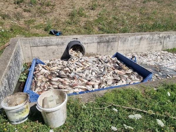 Çekya’da onlarca ton balık telef oldu