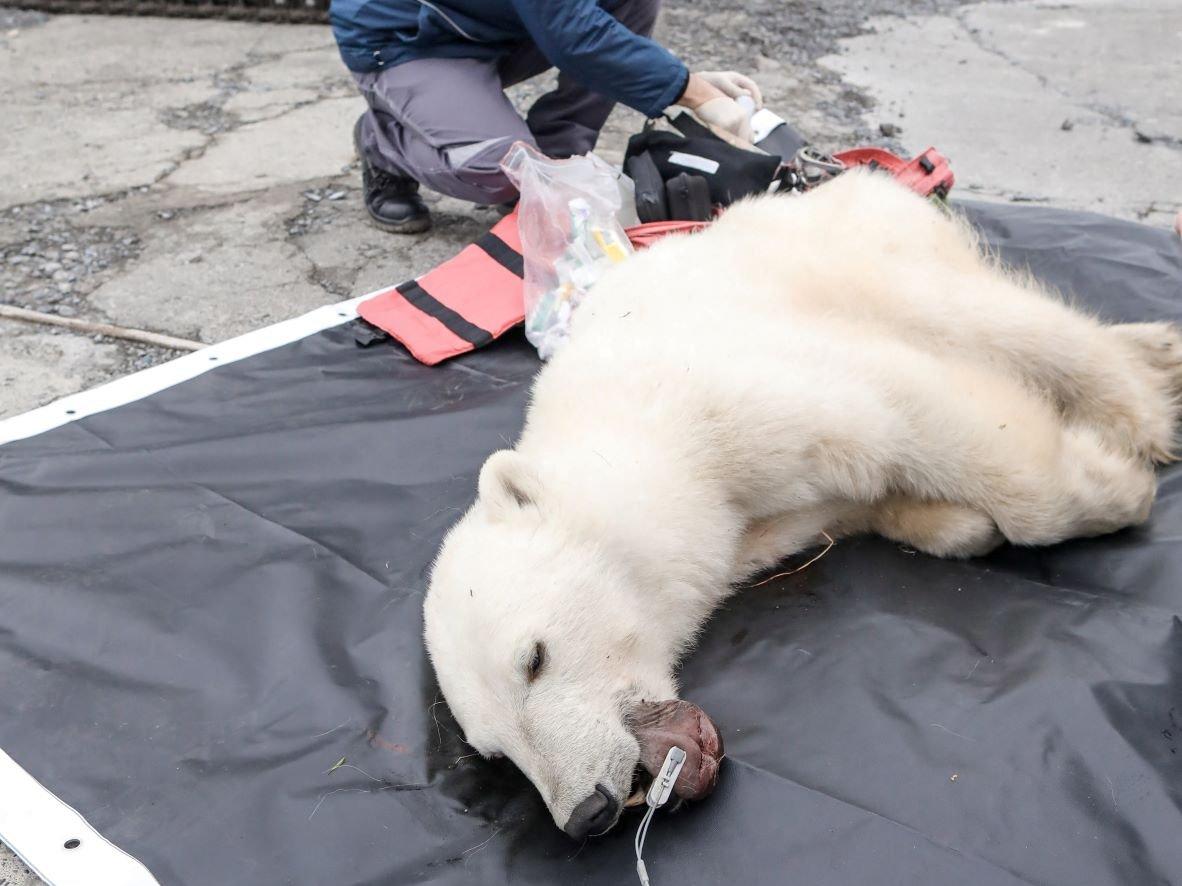 Rusya'da ağzı teneke kutuya sıkışan kutup ayısı kurtarıldı