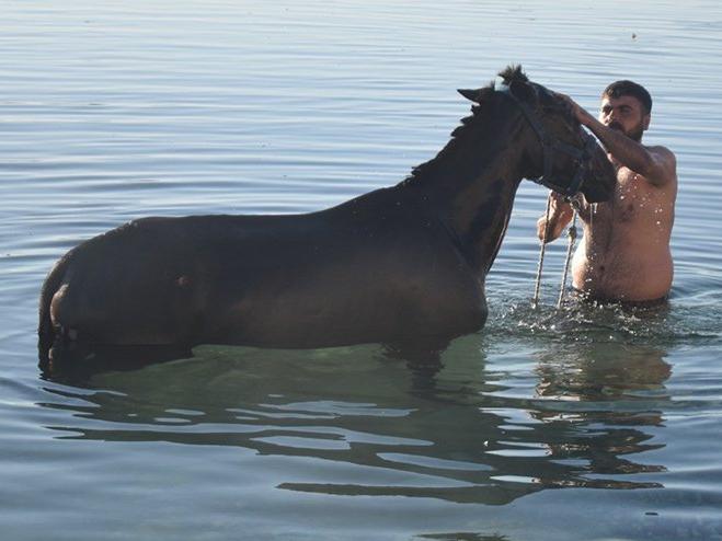 Sıcak havada bunalan atları nehirde serinletiyorlar