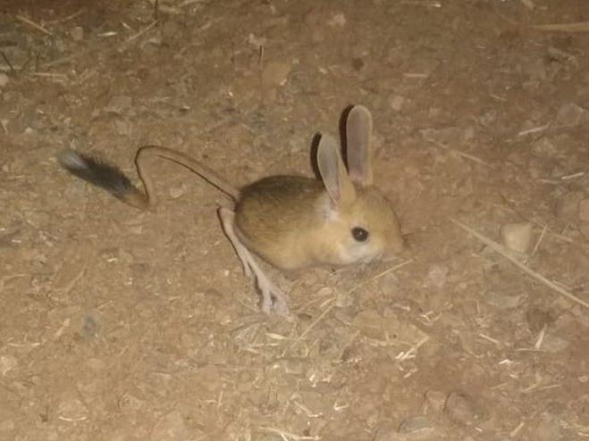 Kanguru faresi Kahramanmaraş'ta görüntülendi