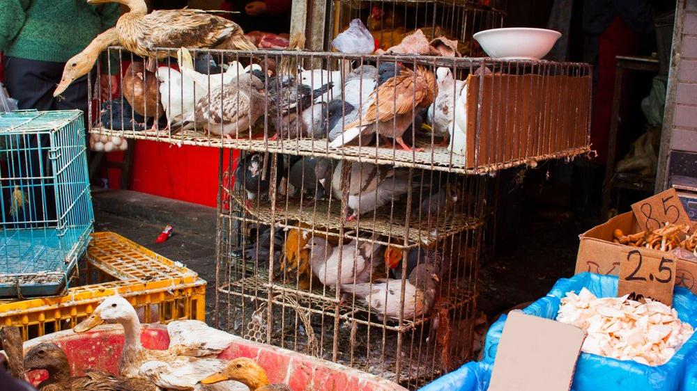 Bilimsel araştırma: Covid-19 Wuhan'daki canlı hayvan pazarından çıkmış