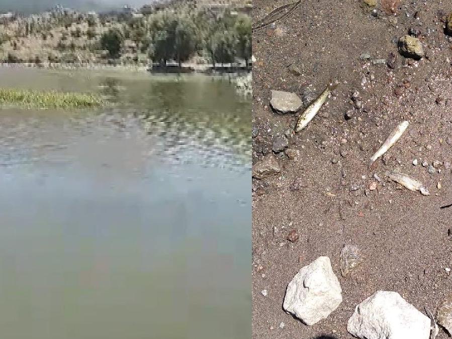 Aksaray'da gölette su seviyesi azaldı, balıklar öldü