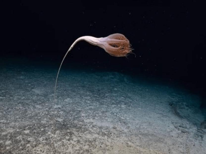 Okyanus derinliklerinde ilginç keşif: Çiçeğe benzer yaratık buldular