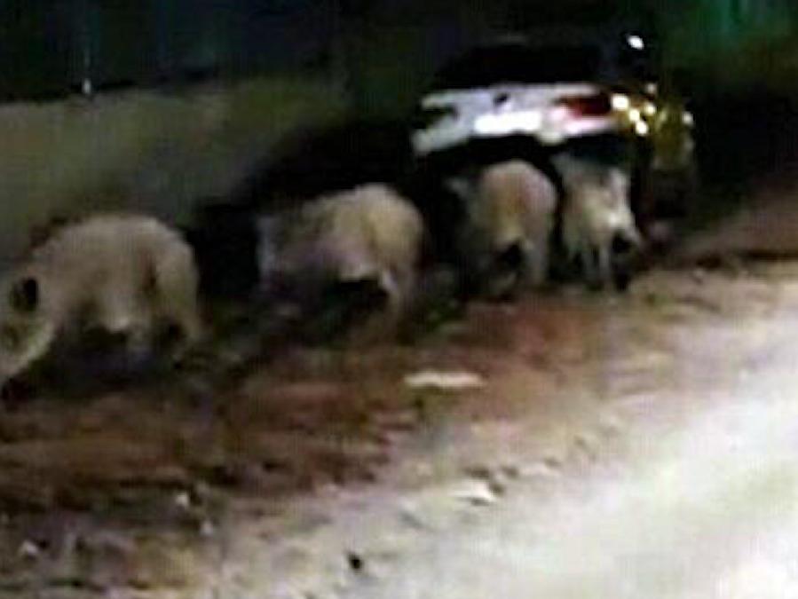 Balıkesir'de aç kalan yaban domuzları şehir merkezine indi