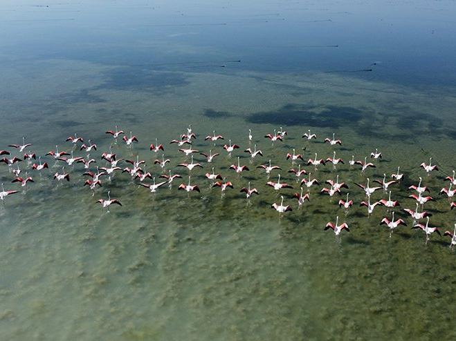 Arin Gölü'nün misafirleri: Flamingolar