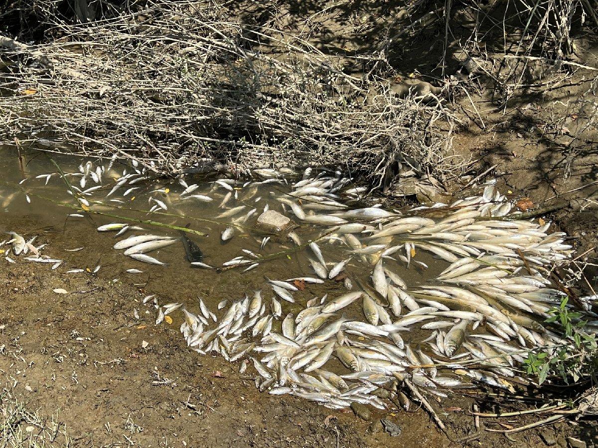 Bartın Irmağı'nda balık ölümleri...