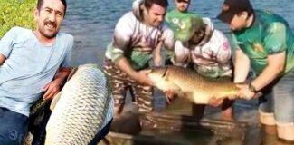 Ömerli Barajı'nda dev sazan yakaladılar: 'Oğlum kocaman ağzın var'