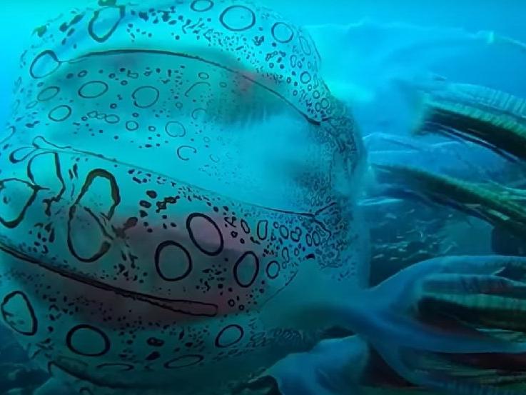 Papua Yeni Gine'de görüntülenen denizanası büyük ilgi uyandırdı