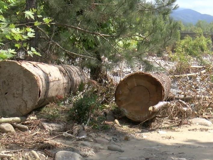 Üzerine tomruk düşen genç öldü