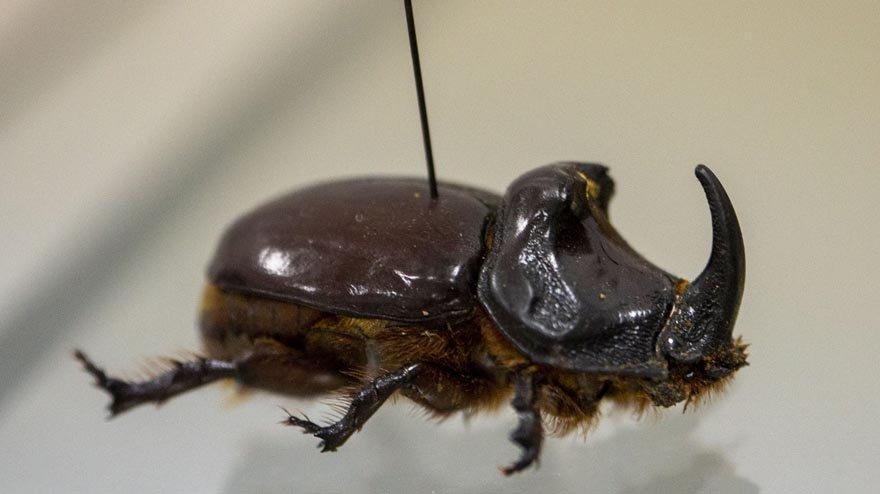 Antalya'daki 'böcek müzesi' 530 türe ev sahipliği yapıyor