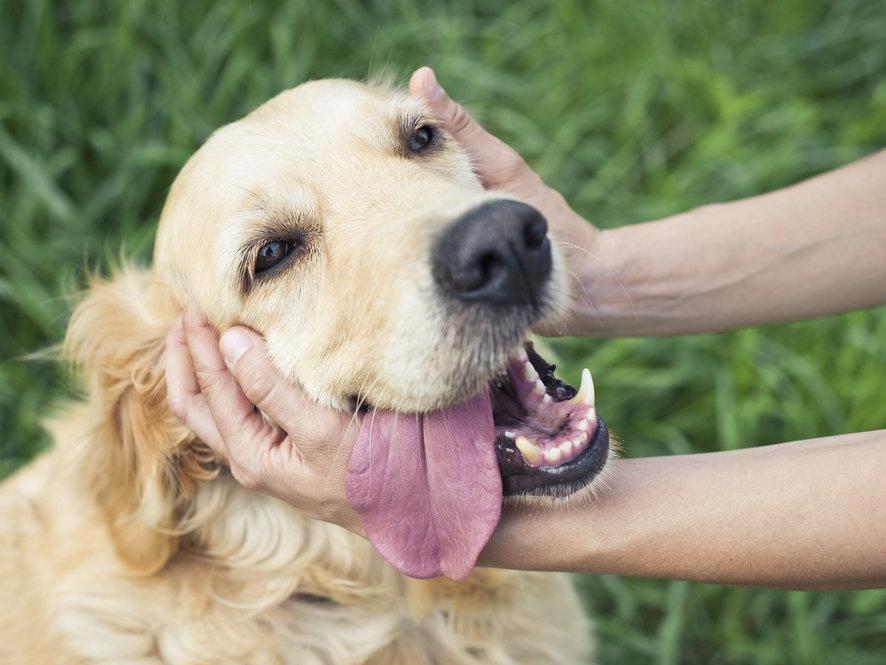 İnsanlar, köpeklerin ruh hallerini tahmin edebiliyor