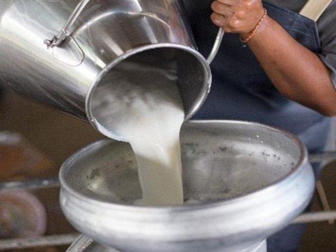 İçme sütü ve peynir üretiminde düşüş