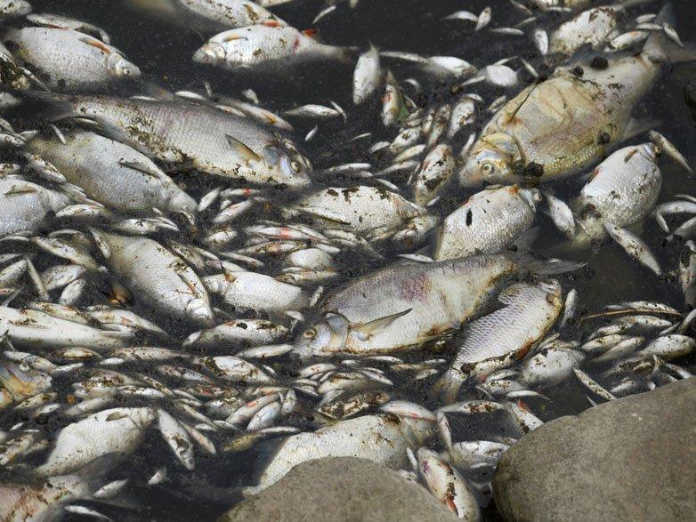 Nehirde felaket: Tonlarca ölü balık karaya vurdu