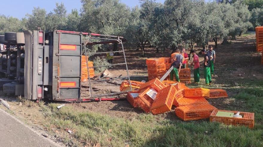 TIR devrildi; yüzlerce tavuk öldü