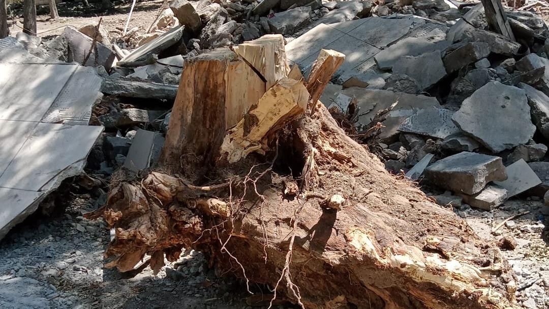 AKP'li belediye yine ağaç katliamına imza attı