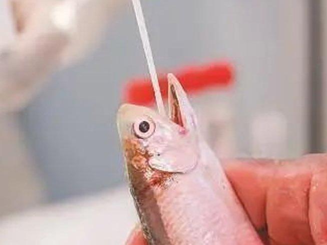Çin'de balıklara corona testi yapılıyor