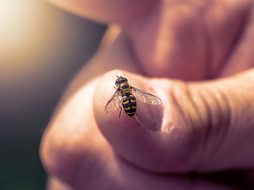 İklim değişikliği arıların neslini ve arıcılık faaliyetlerini tehlikeye sokuyor