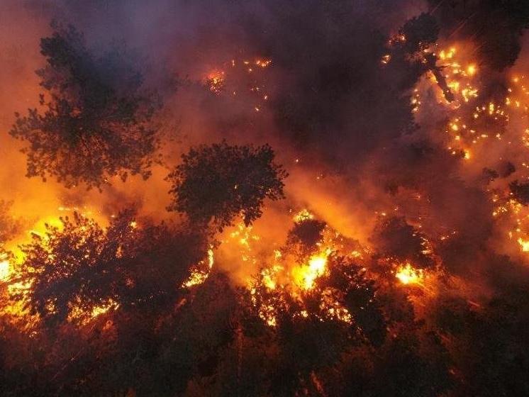 Azerbaycan’daki orman yangınlarında 5 bin hektarlık alan küle döndü