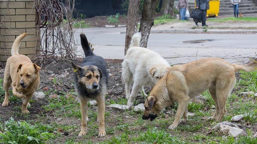 Havrita tartışması büyüyor: Köpekler öldürülüyor mu?