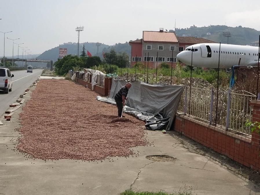 Trabzon'da fındık alımında 'kurutma' rötarı; sahil yolu harman oldu