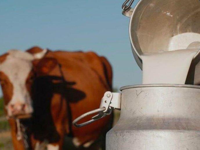 Süt fiyatı çiftlikte üreticiyi markette vatandaş vurdu