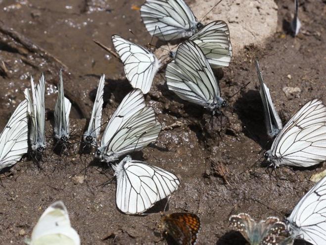 İklim değişikliğiyle Türkiye'de yeni kelebek türleri görülüyor