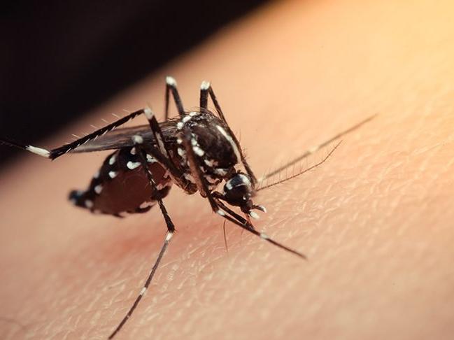 Ülkede alarm! 2 yıl sonra ilk kez Zika virüsü görüldü