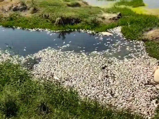 Sulama kanalında toplu balık ölümleri endişelendirdi