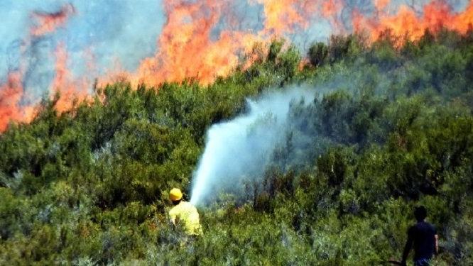 Milas-Söke arasında orman yangını