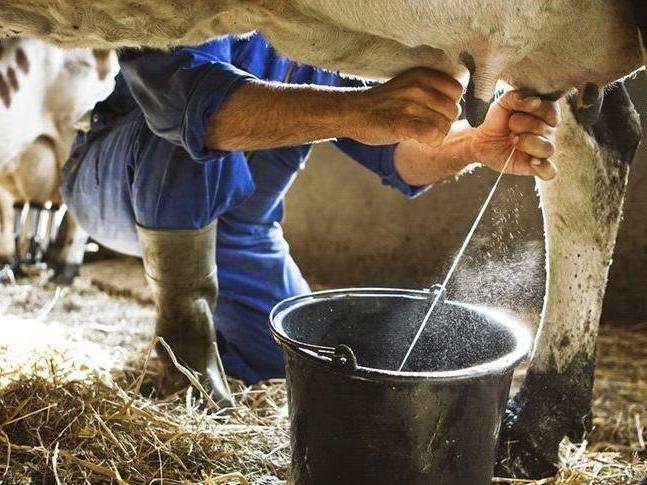 Çiğ süt fiyatı maliyetin altında: Zarar büyüyor