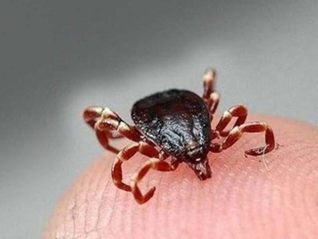 Kene bir can daha aldı