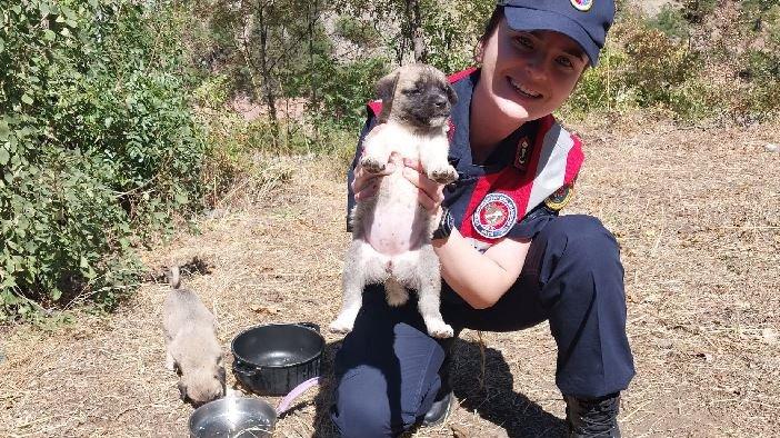 Çöplüğe koliyle atılan yavru köpekler kurtarıldı
