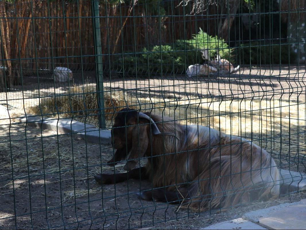 Komşuların kükremelerden rahatsız olduğu hayvanat bahçesi mühürlendi