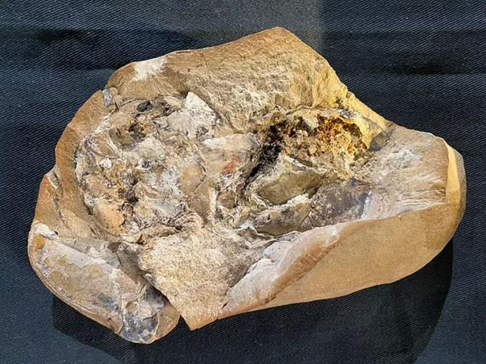 Dünyanın en eski kalbi 380 milyon yıllık bir fosilde keşfedildi