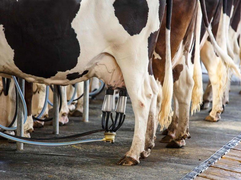 Konseyin süt kararı üretimi bitirebilir
