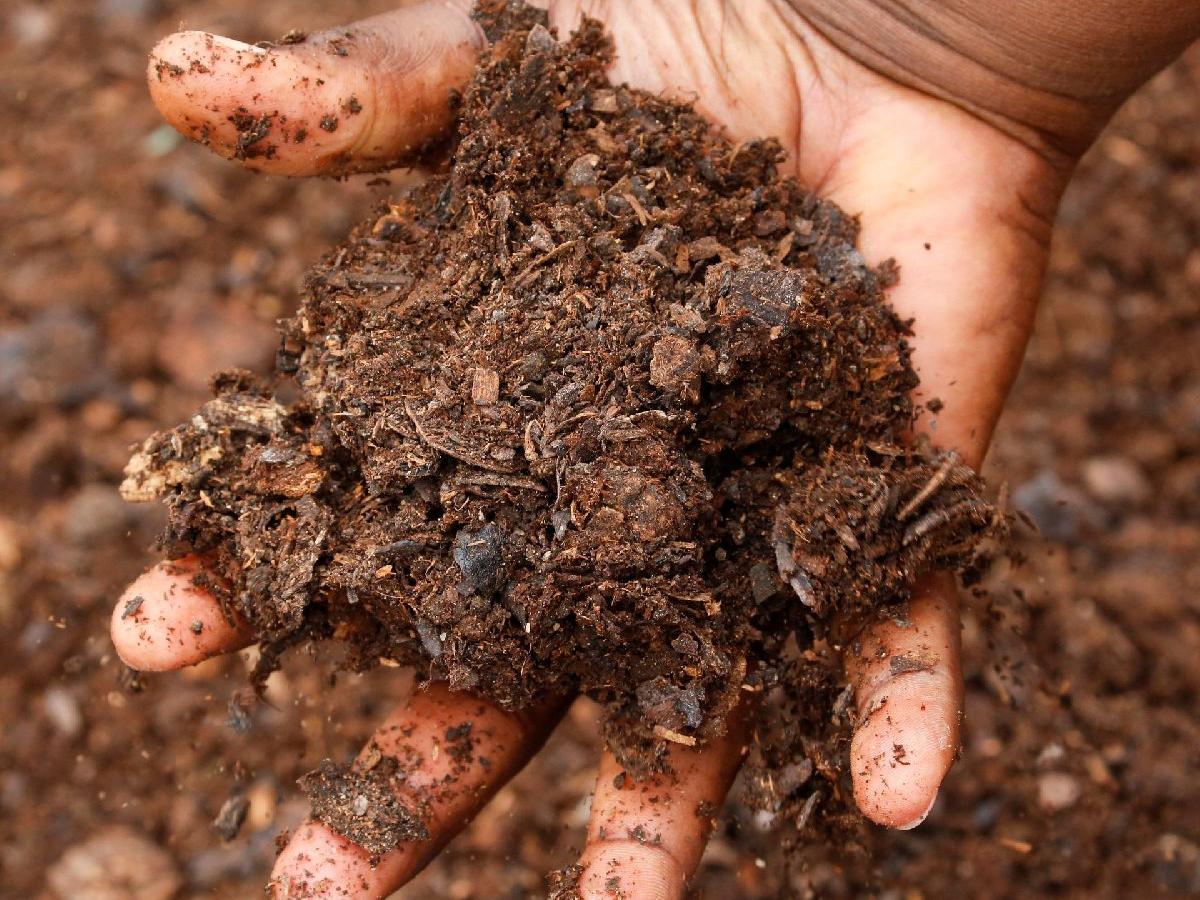 Dünyayı kurtarmak için yeni trend: İnsan kompostlama