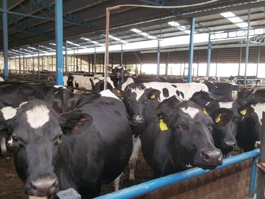 'Bıçak kemiğe dayandı' dedi, hayvan çiftliğini satışa çıkardı: İşte süt üreticisinin hali