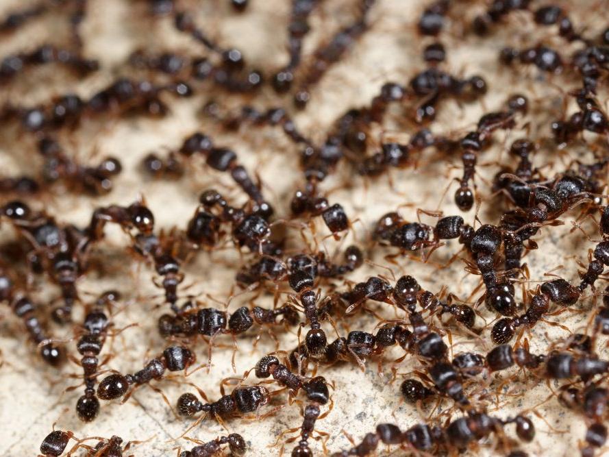 Bilim insanları, dünyada 20 katrilyon karınca olduğunu tahmin ediyor