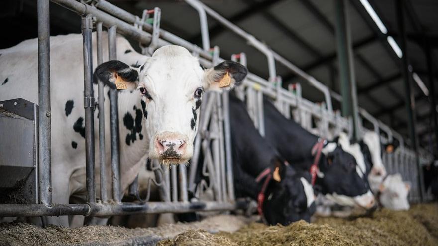 Çiğ süt fiyatları çiftçileri öldürür