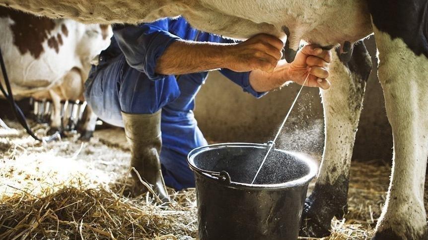 Üretici isyan etmişti: Çiğ süt destek priminde artış