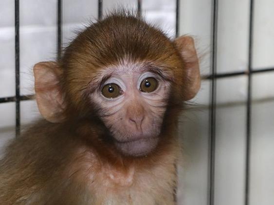 Kaçakçılardan kurtarılan örümcek maymunlar emin ellerde