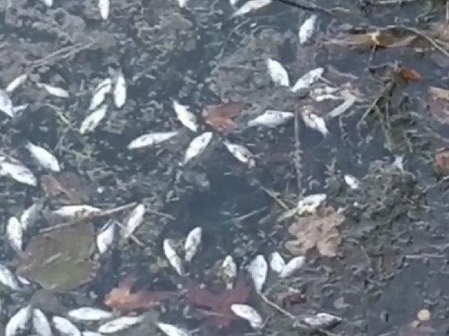 Ankara'da çok sayıda ölü balık su yüzeyine vurdu