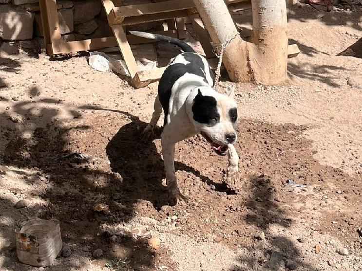 Pitbull besleyen 3 kişiye 44 bin 946 lira ceza