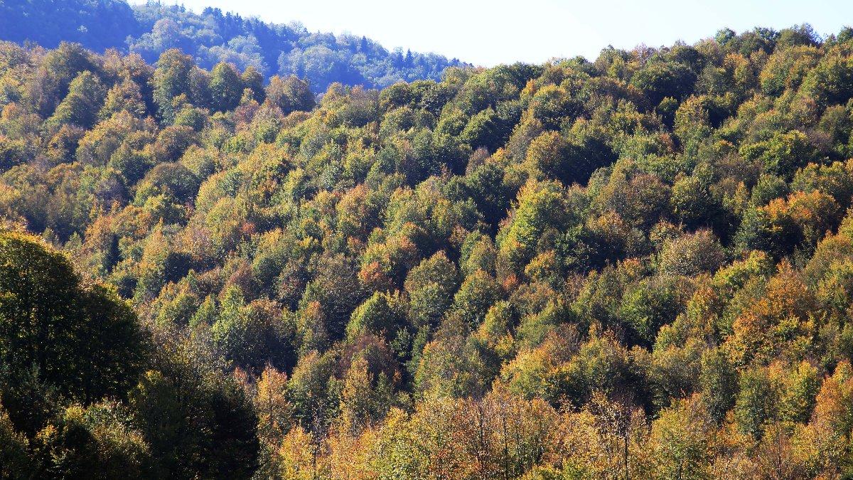 Erdoğan imzaladı: 3.5 milyon metrekare alan orman sınırı dışına çıkartıldı