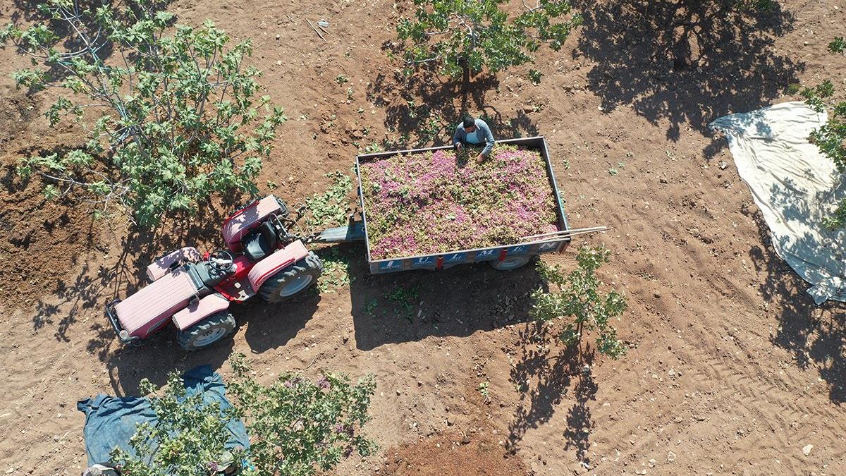 Gaziantep ve Şanlıurfa arasında paylaşılamayan lezzet: Fıstık