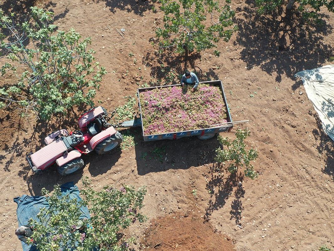 Gaziantep ve Şanlıurfa arasında paylaşılamayan lezzet: Fıstık