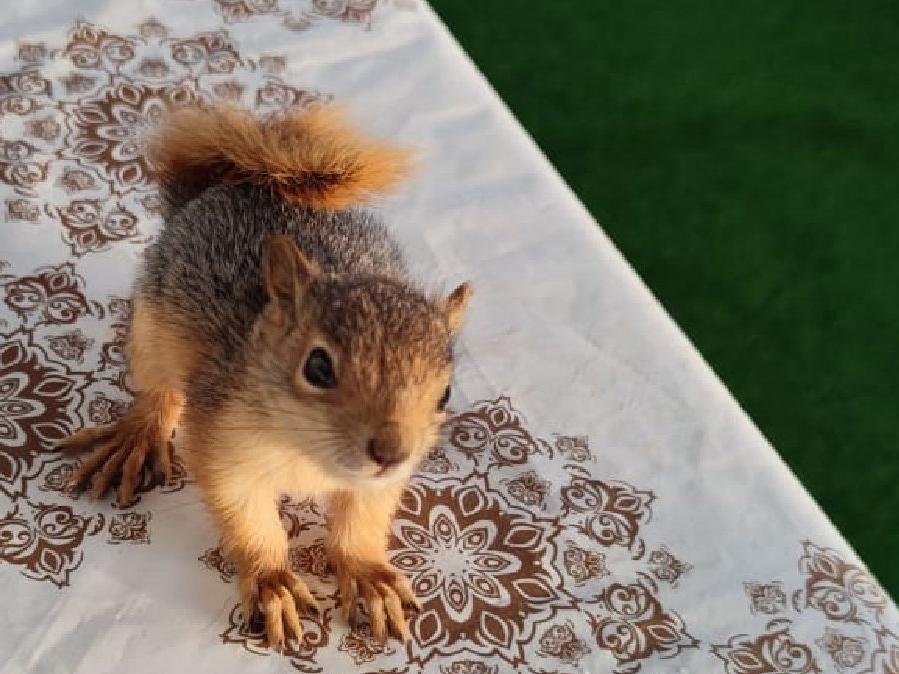 Muhtar, sahiplendiği sincap yavrusunu elleriyle besliyor