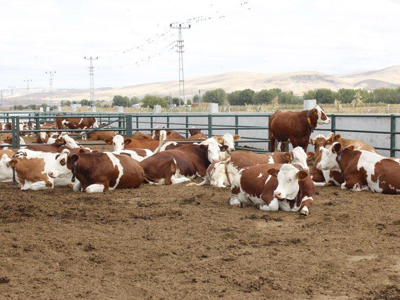 İnatlaşma Türkiye’yi yokluğa götürüyor