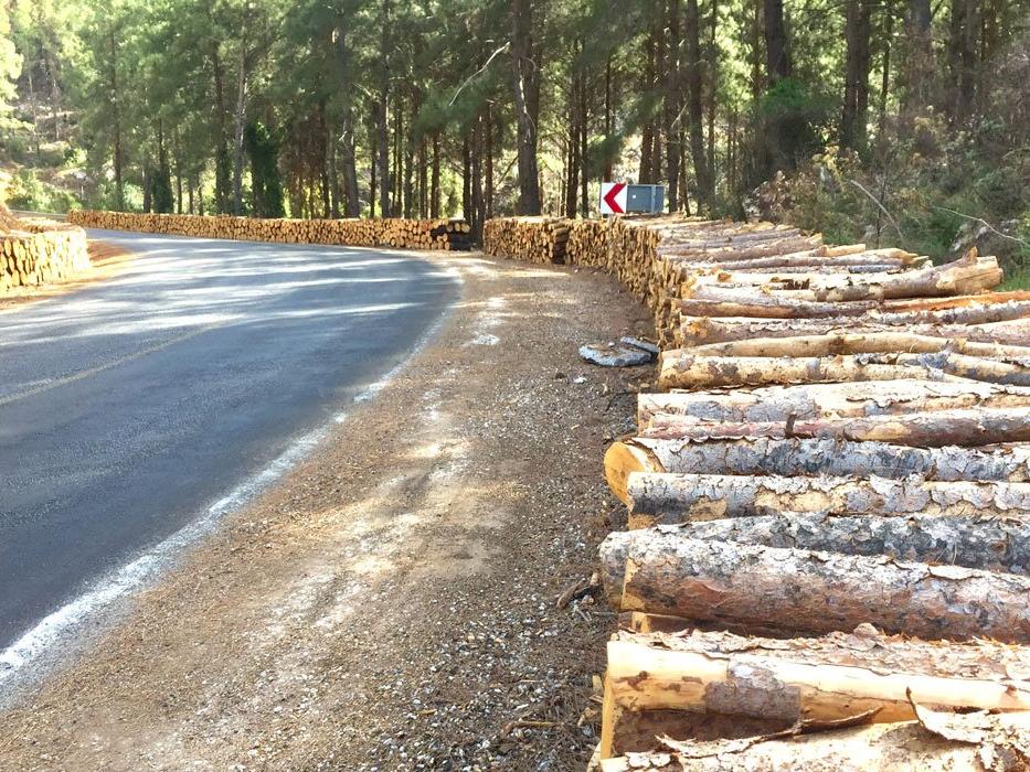 Yangın sonrası kesilen ağaçlar şirketlere peşkeş çekildi iddiası