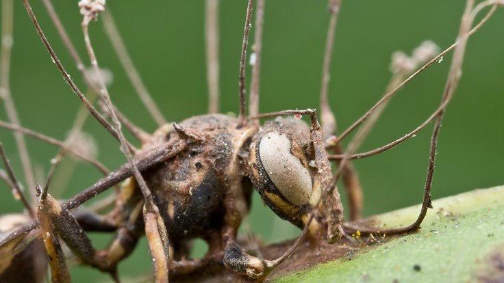 Zombi mantarlar kanser tedavisinde umut olacak